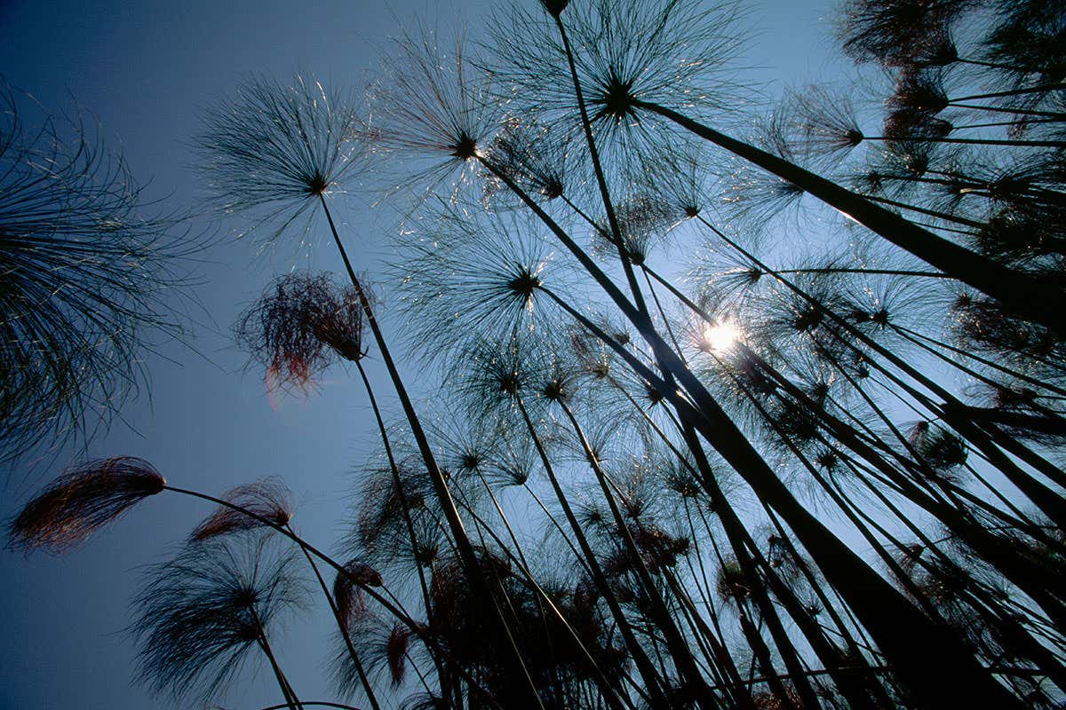 New Scientist. Science news and long reads from expert journalists, covering developments in science, technology, health and the environment on the website and the magazine.