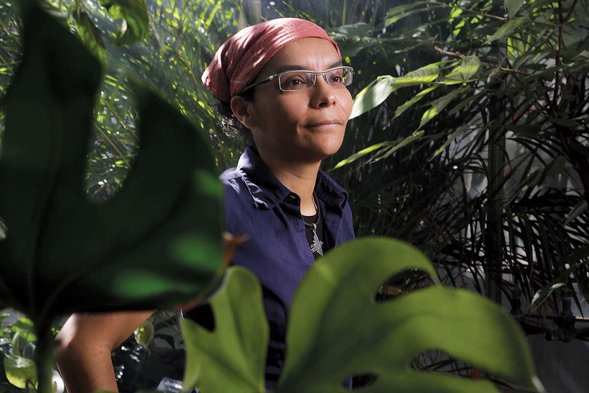 Cocaine is bad for Colombia's forests but big farming is worse