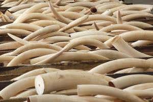 UN puts wildlife crime on a par with drug and people trafficking