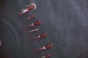 Conservation drone captures secret family portrait of orcas