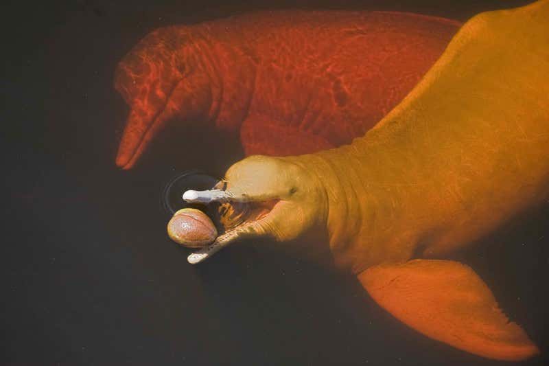 New Scientist. Science news and long reads from expert journalists, covering developments in science, technology, health and the environment on the website and the magazine.