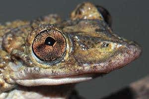 Zoologger: World's first venomous frog has the kiss of death