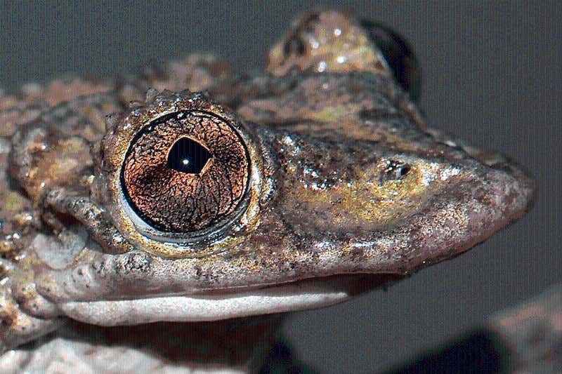 Zoologger: World's first venomous frog has the kiss of death