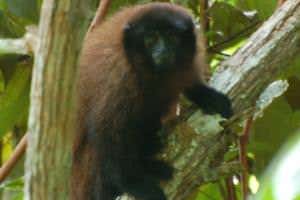 New species of titi monkey discovered in remote Peruvian forest
