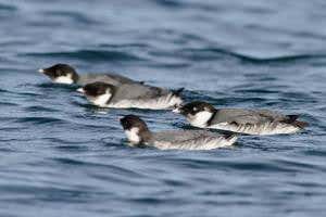 Bird flies 16,000-kilometre Pacific circuit for no clear reason