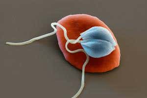 Russian doll disease is a virus inside a parasite inside a fly