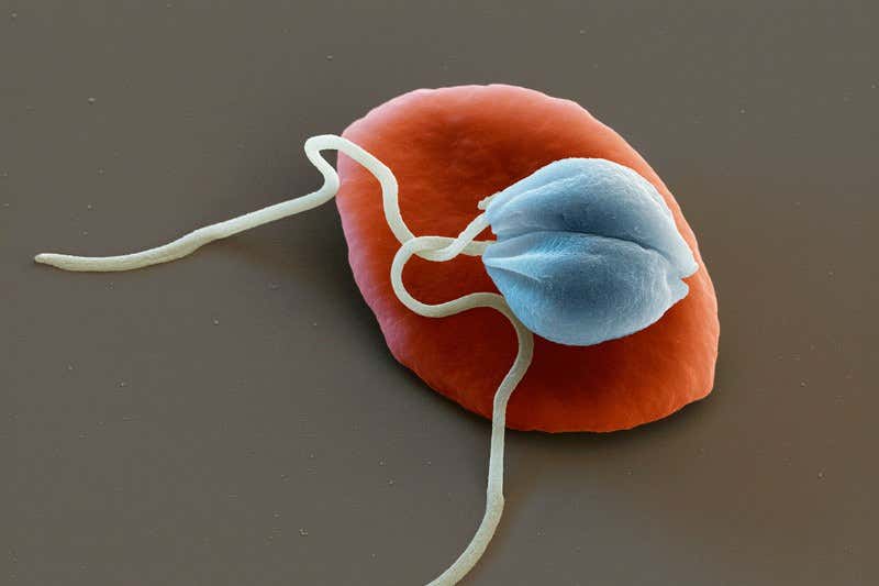 New Scientist. Science news and long reads from expert journalists, covering developments in science, technology, health and the environment on the website and the magazine.