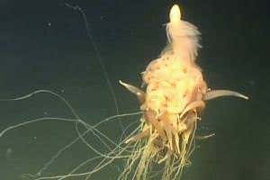 'Flying spaghetti monster' caught on video off the Angolan coast