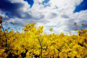 Why Scotland will use new EU rule to ban the growing of GM crops
