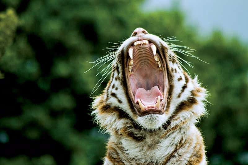 New Scientist. Science news and long reads from expert journalists, covering developments in science, technology, health and the environment on the website and the magazine.