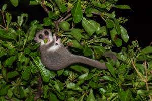 Newly discovered dwarf lemurs are totally unafraid of humans