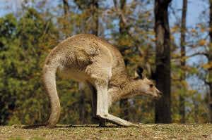 Mystery of Australia's five-legged animals cracked