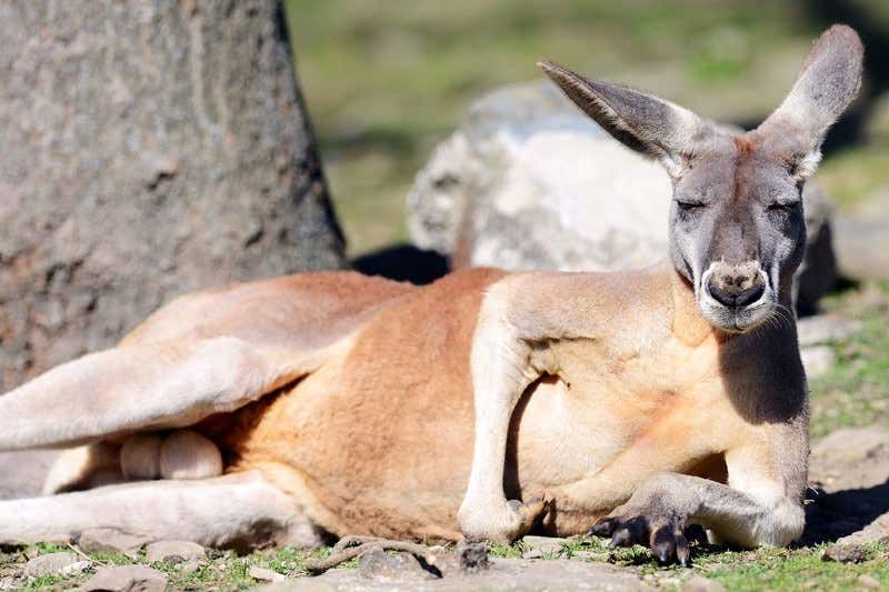 New Scientist. Science news and long reads from expert journalists, covering developments in science, technology, health and the environment on the website and the magazine.