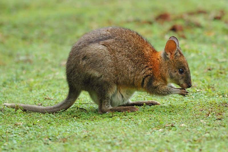 New Scientist. Science news and long reads from expert journalists, covering developments in science, technology, health and the environment on the website and the magazine.