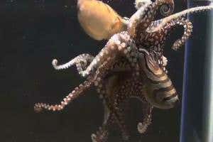 See this odd octopus mate beak-to-beak and hunt like no other