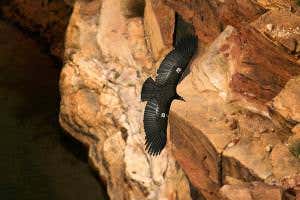 Shock therapy and surgery saving California’s threatened condors