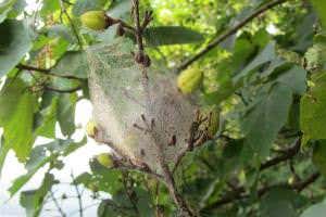 Nice spiders finish last - and seal the fate of the colony