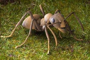 Ant knows how to self-medicate to fight off fungal infection