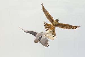 Zoologger: Daring raptors lock talons mid-air and cartwheel down