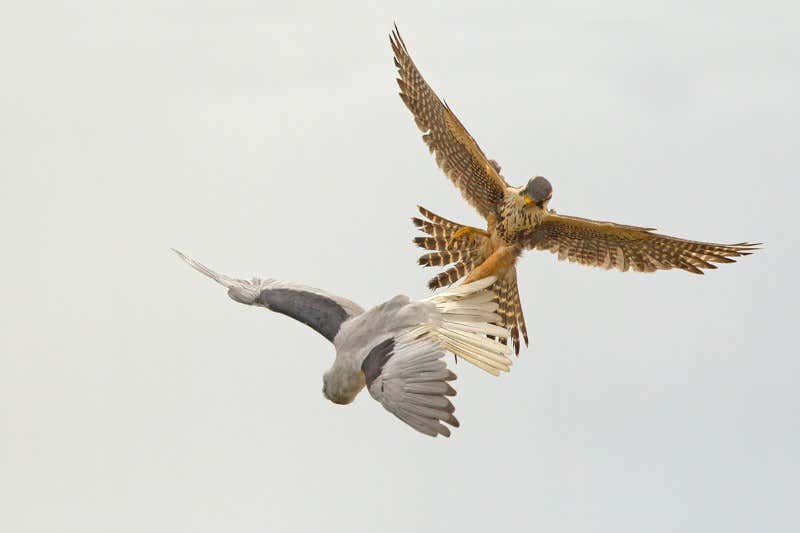 New Scientist. Science news and long reads from expert journalists, covering developments in science, technology, health and the environment on the website and the magazine.