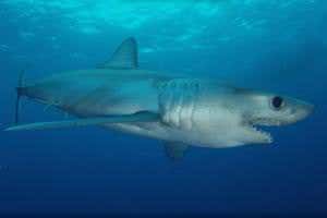 This rare shark pinged back a postcard after a Cuban adventure