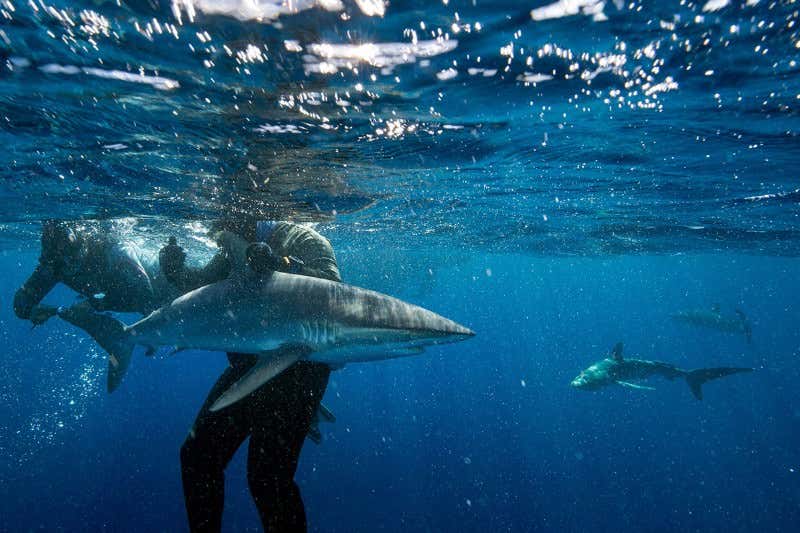 New Scientist. Science news and long reads from expert journalists, covering developments in science, technology, health and the environment on the website and the magazine.