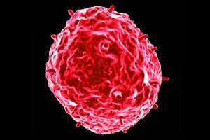 Hidden viral protein brings universal flu jab closer