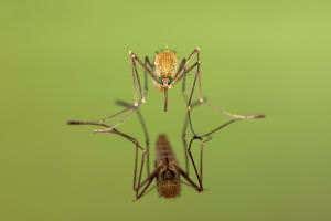 Dainty step gives mosquito legs strength to walk on water