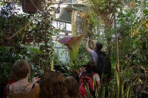 Stinking corpse flower is poised to unfurl live on video today