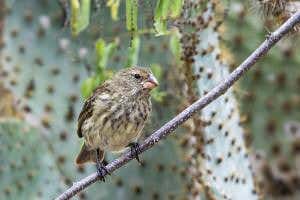 Darwin's fast-evolving finches use a natural insect repellent