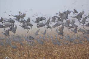 Birds circle and stick together to help them fly in dense fog
