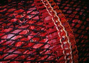 Europe to discuss deep-sea trawling ban to protect biodiversity