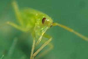 Zoologger: The tiny insects that roar at each other like lions