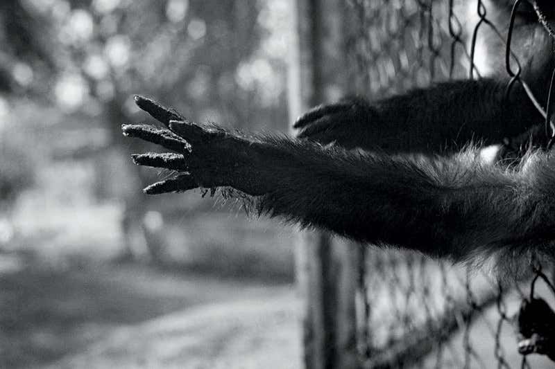 What if … We learn to talk to animals?