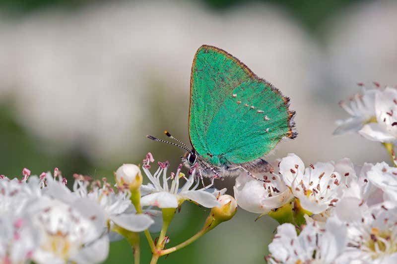 How to save the wild, one local patch at a time