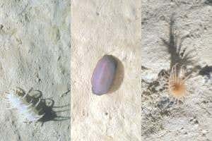 Secret ecosystem found on hills deep beneath the ocean's surface