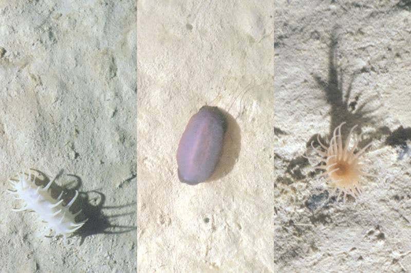 New Scientist. Science news and long reads from expert journalists, covering developments in science, technology, health and the environment on the website and the magazine.