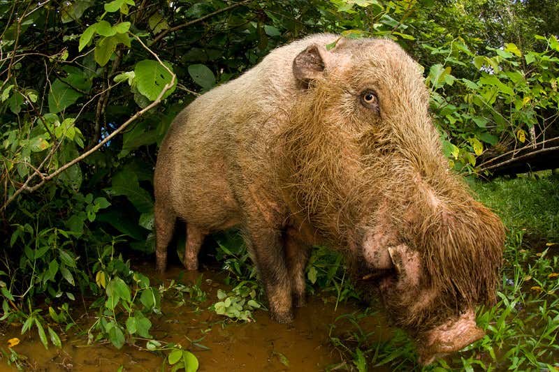 New Scientist. Science news and long reads from expert journalists, covering developments in science, technology, health and the environment on the website and the magazine.