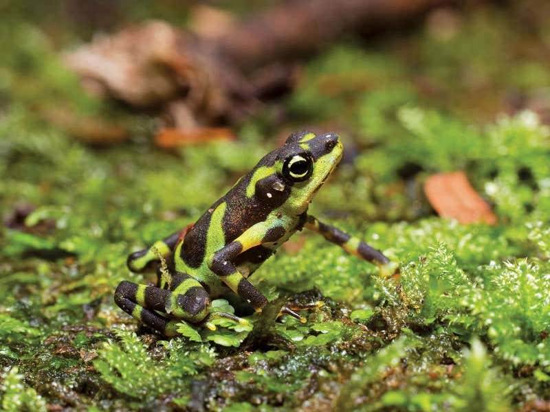 Meet the Lazarus toads that bring hope for amphibians