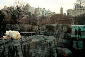 American Zoo shows animal conservation some tough love