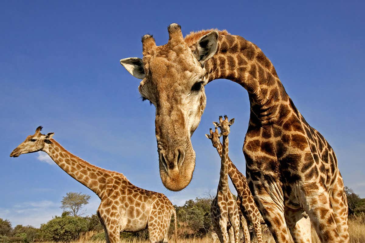 giraffes