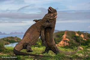 Komodo dragons caught in action during lightning-fast attack