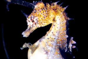 Daddy seahorse caught giving birth may not be that unique