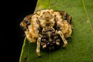 Zoologger: A spider that looks and smells like bird droppings
