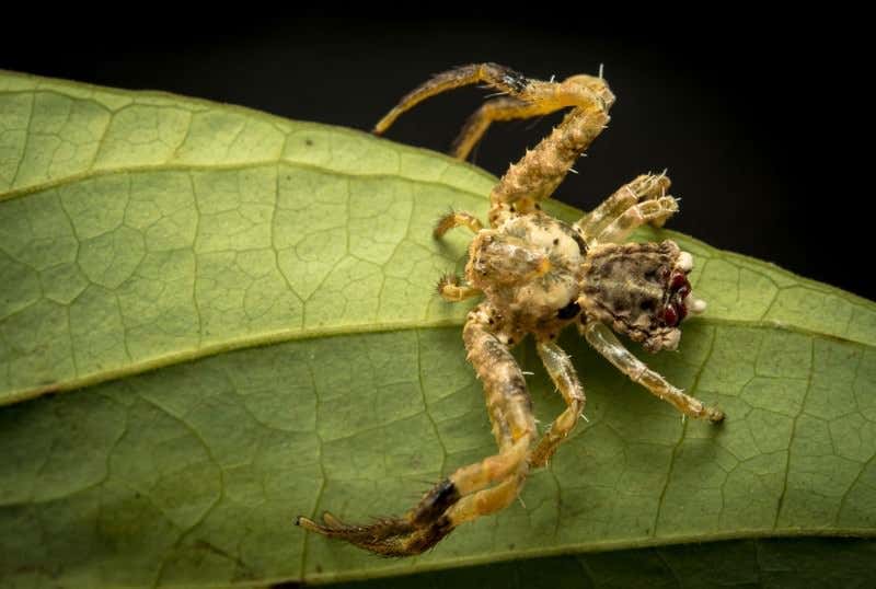 Zoologger: A spider that looks and smells like bird droppings
