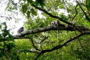 Diet of chewing gum turns lively marmosets into lazy layabouts