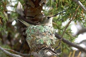Hawk's invisible force shield protects hummingbird from jays