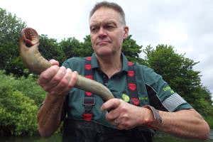 Scary-looking lampreys may be commoner than thought in UK rivers