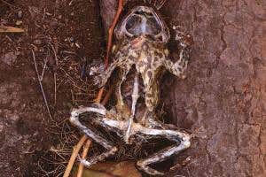 Resistance to toad toxin shows evolution can repeat itself