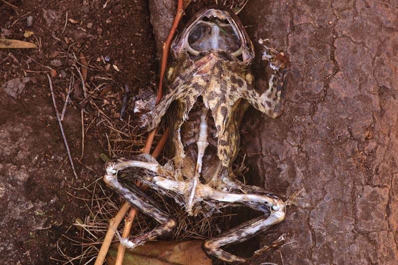 New Scientist. Science news and long reads from expert journalists, covering developments in science, technology, health and the environment on the website and the magazine.